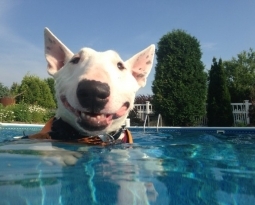 Home Upgrades for Pets